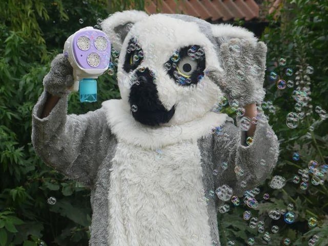 Meet Lizzie the Lemur, conservation mascot at Tropical Butterfly House!