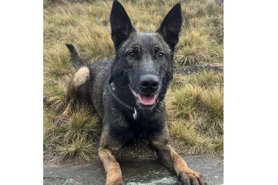 Police dog tracks footprints of burglary suspects leading to trio being ...