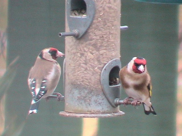 Reader Robert Fox sent in this photograph of a pair of beautifully coloured goldfinches feeding in his garden in Armthorpe. If you have a picture you would like to share with our readers then please get in touch. Email editorial@doncastertoday.co.uk