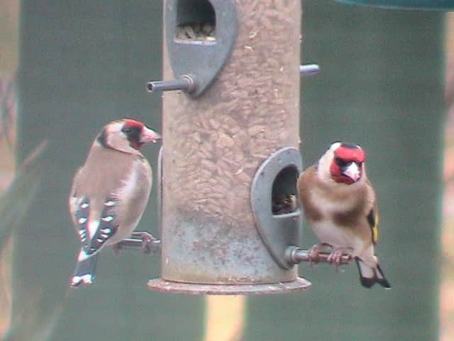 Reader Robert Fox sent in this photograph of a pair of beautifully coloured goldfinches feeding in his garden in Armthorpe. If you have a picture you would like to share with our readers then please get in touch. Email editorial@doncastertoday.co.uk