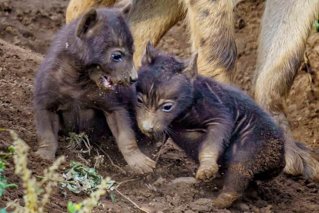 The new hyena cubs at Yorkshire Wildlife Park