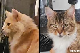 The two cats have disappeared in the space of six months.