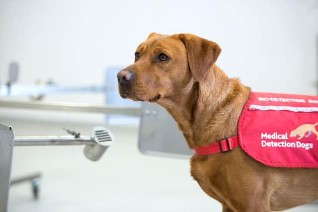 Sniffer dogs are being used to detect coronavirus.