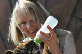 Pollyanna visits a tiger orphanage