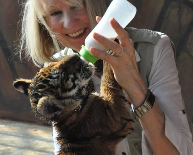 Pollyanna visits a tiger orphanage