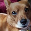 Foxi has been found
