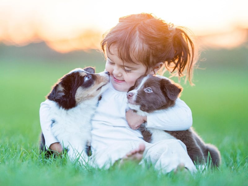 They may be best-known for herding sheep, but Collies are equally good at dealing with children. Strong and loyal, they are also full of energy so are a good choice for an outdoorsy active family.