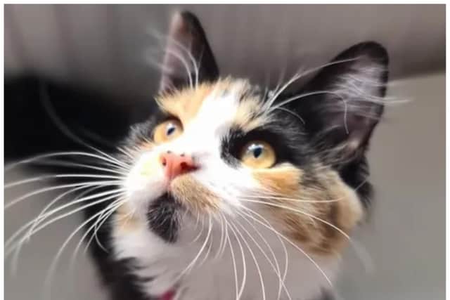 A fundraising campaign has been set up for a seriously injured Doncaster cat.