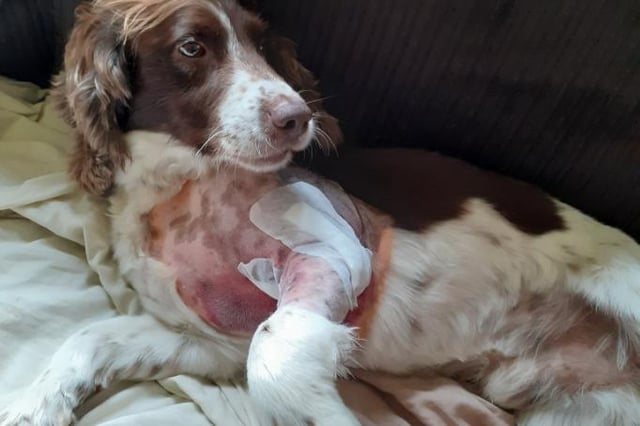 Police dog Winston after his op