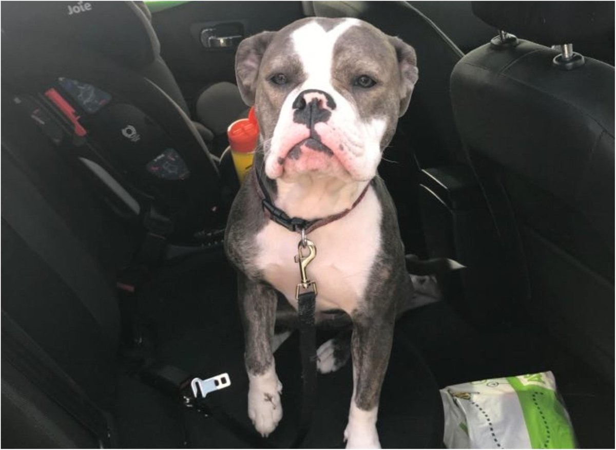 Dog hit by car swims river and is found by drone in incredible