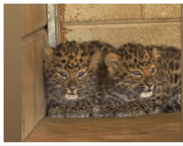 The cute new leopard cubs at Yorkshire Wildlife Park.