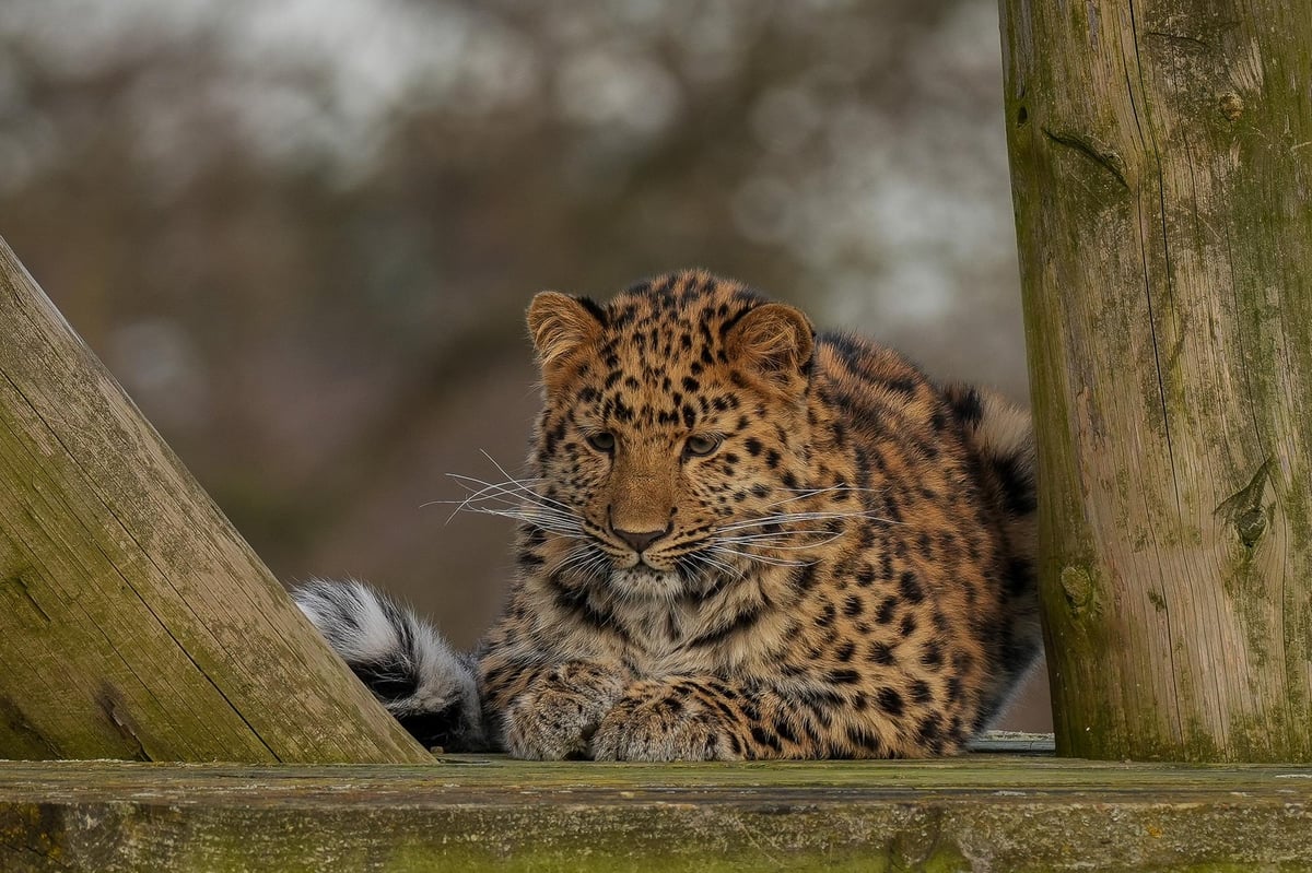 Critically endangered Amur Leopard cub celebrates her first birthday at Yorkshire Wildlife Park