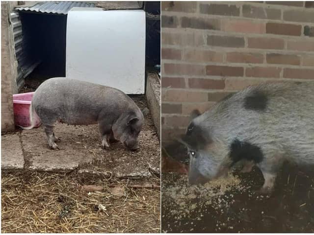 Both of the pigs have now been recaptured.