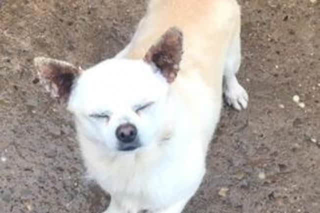 Chihuahua Coco was reported missing on January 15 2022.