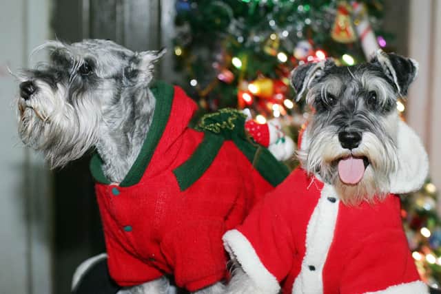 Tips for a animal friendly Christmas.