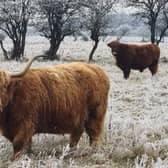 Highland cattle pictured at Balby Carr Bank one early Sunday morning. Pictured by one of our newest contributors Brad Sykes.
If you would like to see your pictures in print and online email editorial@doncastertoday.co.uk