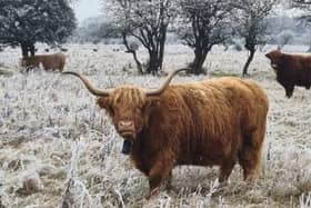 Highland cattle pictured at Balby Carr Bank one early Sunday morning. Pictured by one of our newest contributors Brad Sykes.
If you would like to see your pictures in print and online email editorial@doncastertoday.co.uk