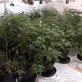 Police found a stash of cannabis plants in a house in Doncaster after a blaze in a neighbouring property.