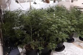 Police found a stash of cannabis plants in a house in Doncaster after a blaze in a neighbouring property.