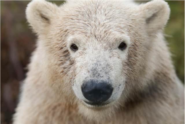 Hamish will become Doncaster's sixth polar bear when he arrives in October.