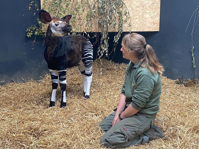 Rare baby Okapi Mzimu took his first steps as spring filled the air with attentive mum Ruby never far away. The four-month old is the first Okapi calf successfully bred at the park and is a boost  for a species that is on the IUCN Red List of threatened species with numbers plummeting to less than 10,000 worldwide.