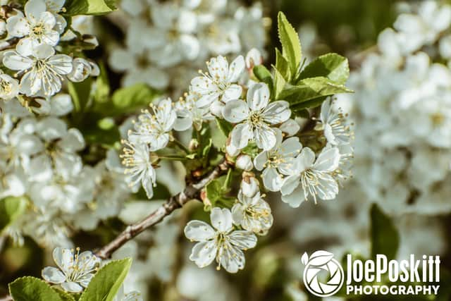 Blossom flowers by Joe Poskitt