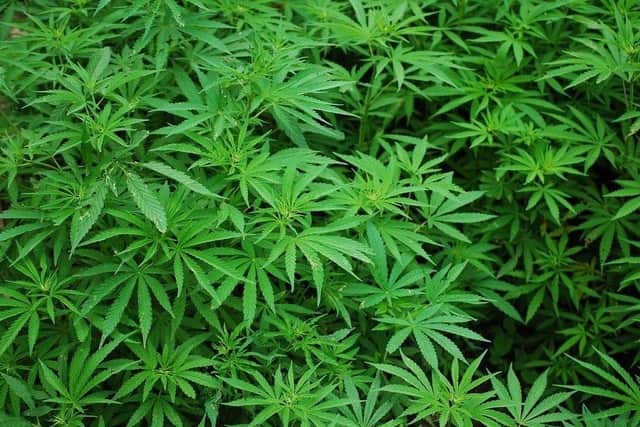 Sheffield Crown Court has heard how a tearful drug-gang gran has been spared from prison as her husband and two sons have been jailed for their roles in a cannabis operation. Pictured, courtesy of Pixabay, is an example of a harvest of cannabis plants.