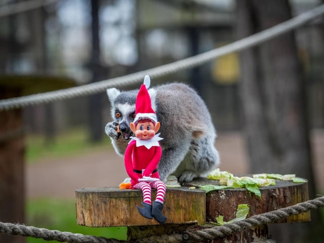 The adorable Red Panda trio, Alice, Ariel and Aurora, curiously played with their three elves who delivered their presents.