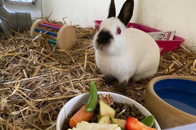 This is Luke, our little Himalayan bun. Luke may have a little body but it is packed full of personality. He hasn't had much handling as a youngster so can be a little more shy around humans, but with some confidence building we're sure he will make a loving member of the family. We would love for Luke to find a new bunny friend who can keep him company. Because of his shy nature, we believe he would be best suited to a home with children aged 12+.