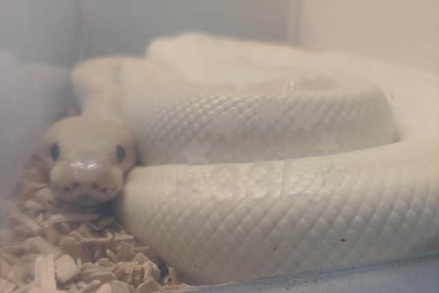 Submitted picture from World Animal Protection of royal python snake in a plastic box at Doncaster Racecourse,  November 2019