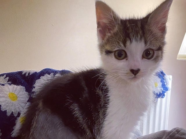 Adoption day!