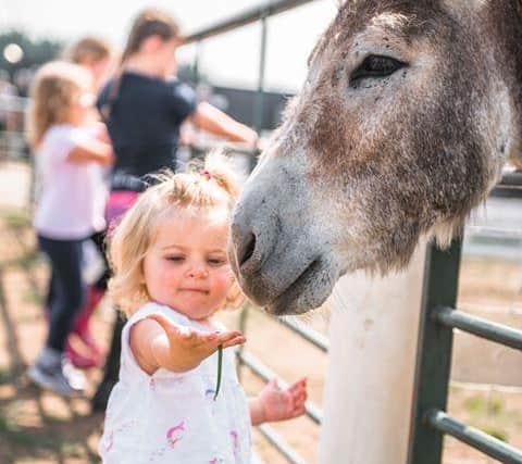 Donkey feeding time