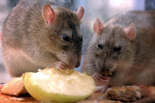 Freedom of information requests by Direct Line Home Insurance show Doncaster Council tackled 1,452 rodent infestations in 2022