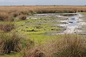Thorne and Htafield Moors