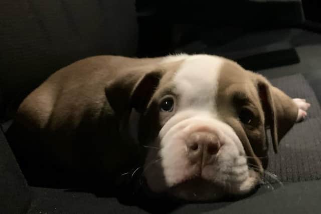 Do you recognise this puppy?