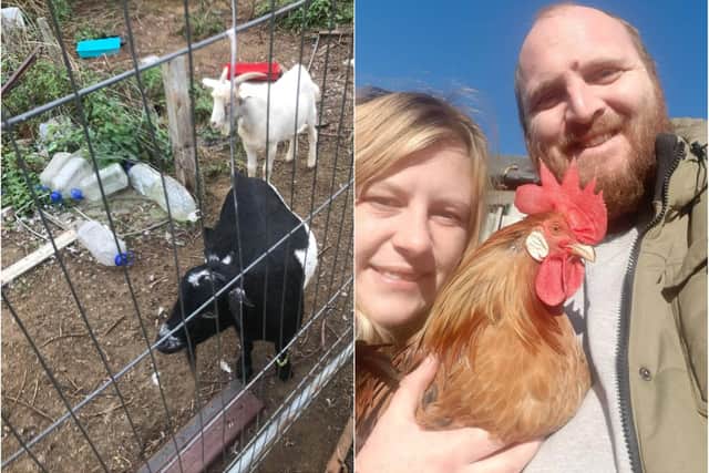 Photos said to be of the Rooster Farm show animals living in pens strewn with water bottles and rubbish. Owners Aaron McIntyre and Jodie Kincaid, who have also used the surnames Scott and Swann, have denied animal neglect accusations.