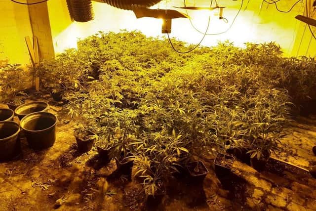 Police have seized and destroyed more than half a million pounds worth of cannabis in Doncaster.