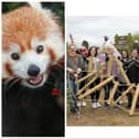 Volunteers made new toys for red pandas at Yorkshire Wildlife Park.