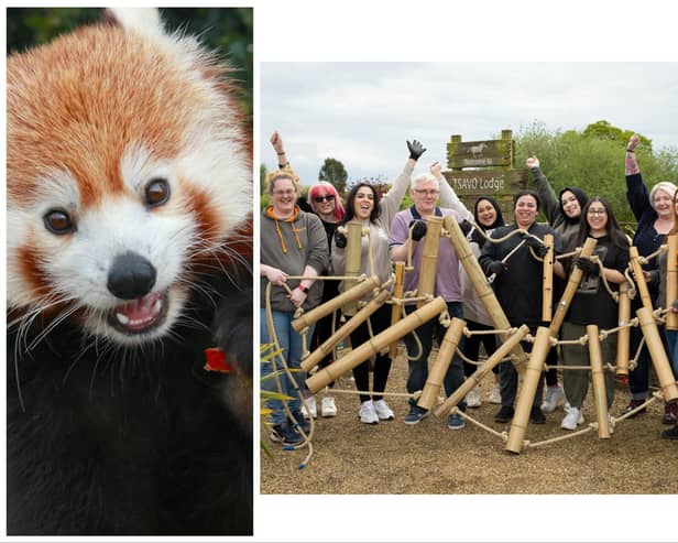 Volunteers made new toys for red pandas at Yorkshire Wildlife Park.
