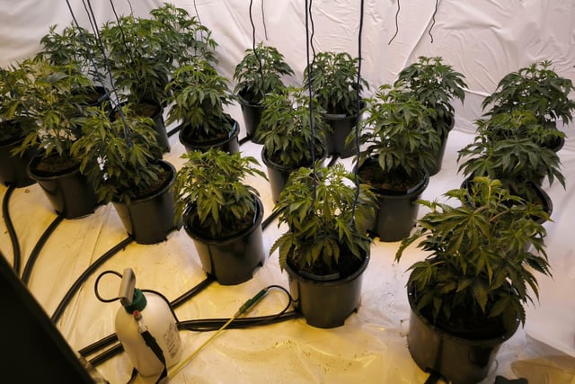 Eight medium sized plants were seized.