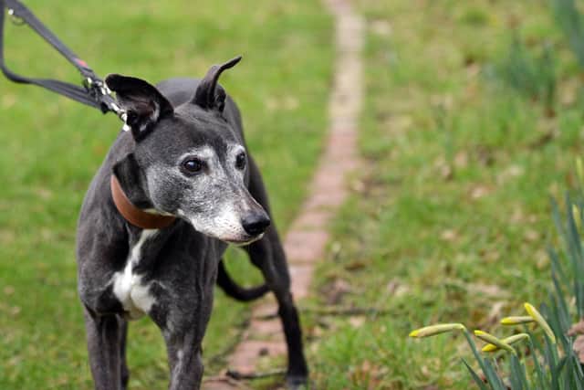 Greyhound Tallulah, pictured. Picture: NDFP-02-03-21-RSPCA 3-NMSY