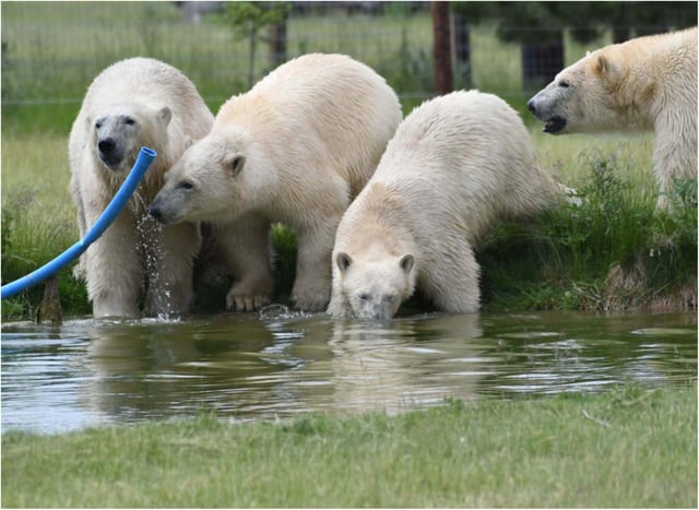 YWP has four new bears.
