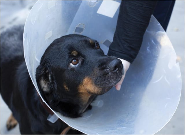 South Yorkshire is an animal cruelty hotspot.