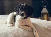South Yorkshire Police's latest recruit, police dog Dottie, is trained to search for explosives