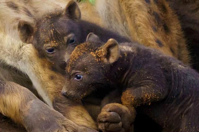 Yorkshire Wildlife Park's new hyena cubs
