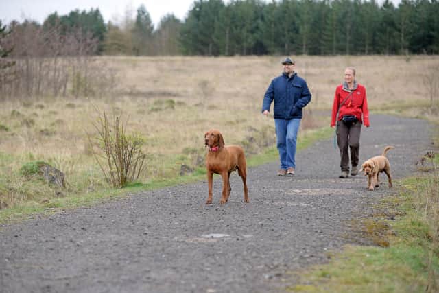 Ian Singleton and Donna Fielding, Professional Dog Walker, pictured with Dogs, Lulu and Archie, on the Pit Wood.