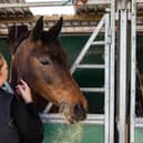 A dream career in veterinary physiotherapy is still possible - Animal News Agency