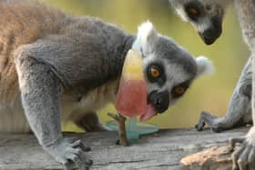A Ringtail Lemur loving an ice lolly PIC SHARON DOORBAR / ACQUIRE IMAGES 07973 340201.