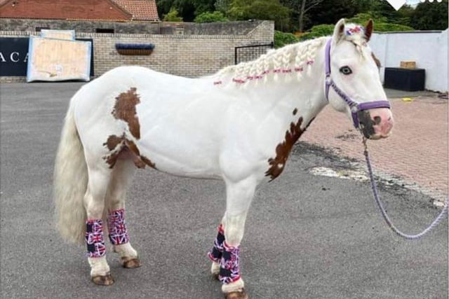 Even this horse got into the jubilee spirit