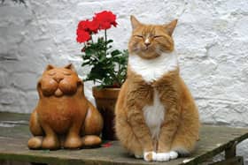 Calling all cat lovers